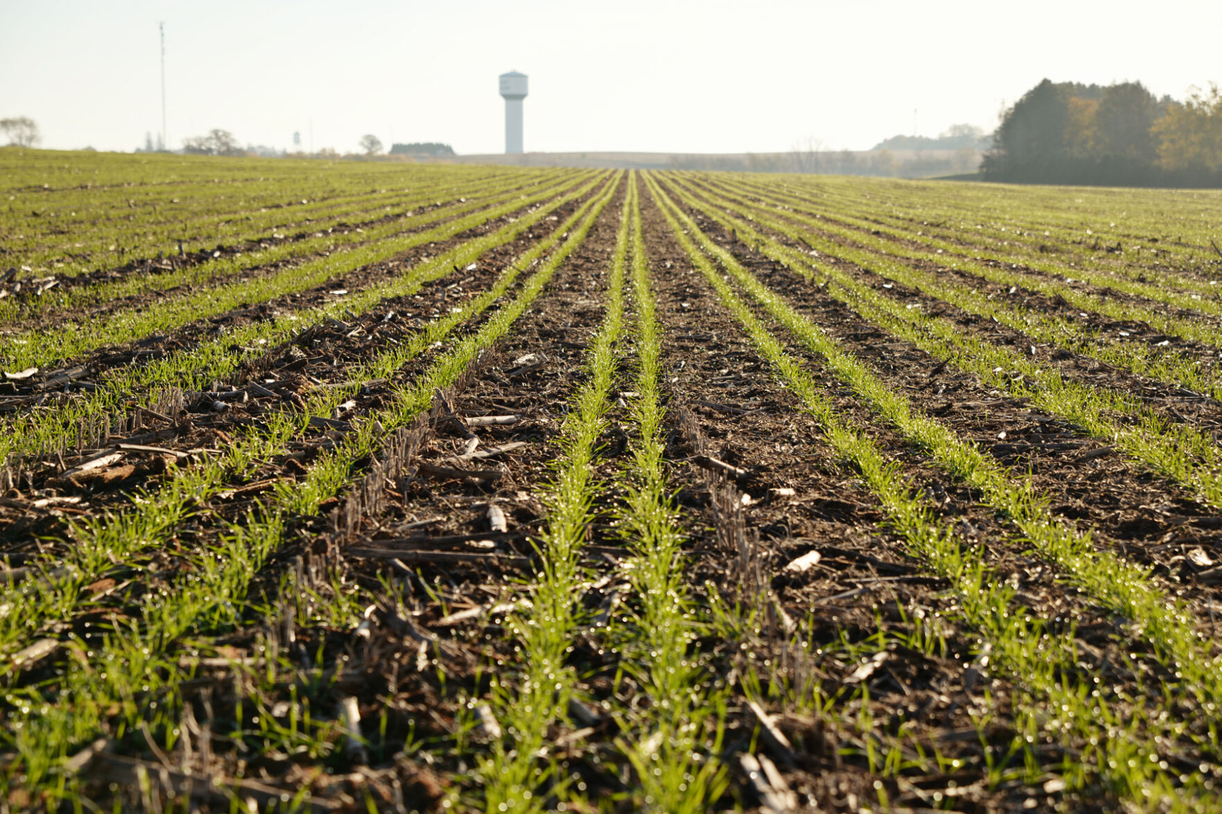 Relay crop planting